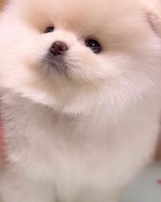 Pomerania