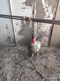 Gallo e anatre