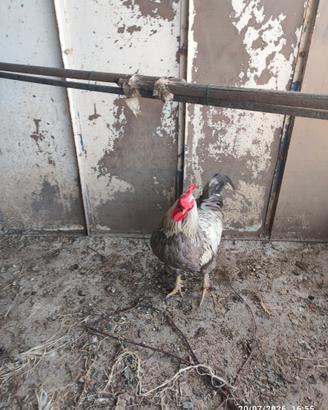 Gallo e anatre