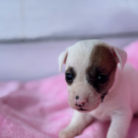 Jack Russell