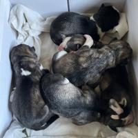 Cucciolata di Siberian Husky