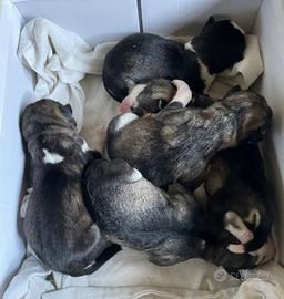 Cucciolata di Siberian Husky