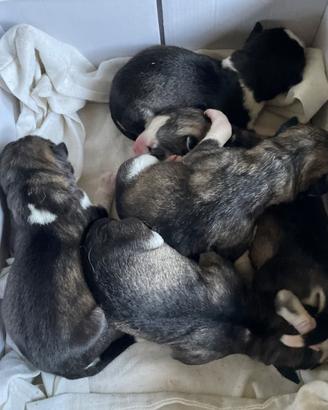 Cucciolata di Siberian Husky