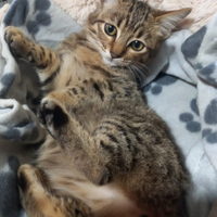 Gattini 10mesi sterilizzati e 3 cuccioli catania