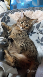 Gattini 10mesi sterilizzati e 3 cuccioli catania