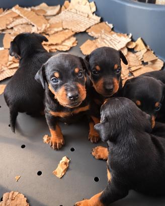 Cuccioli pinsher