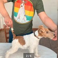 Cucciolo Fox terrier a pelo ruvido