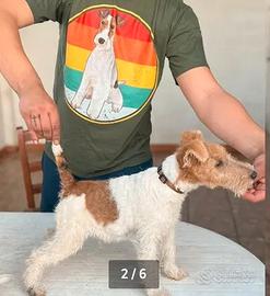 Cucciolo Fox terrier a pelo ruvido