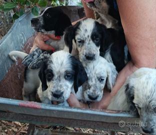 Setter con pedigree