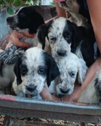 Setter con pedigree
