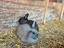 Immagine 5