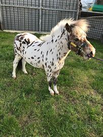 Pony shetland stalloncino