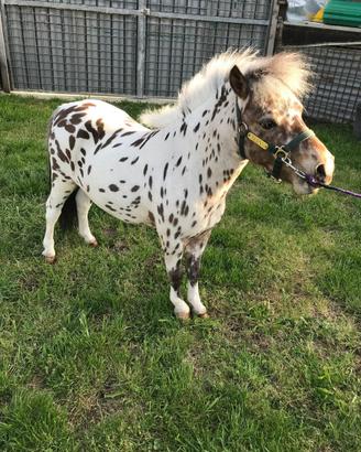 Pony shetland stalloncino