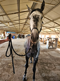 Lusitano in mezza fida