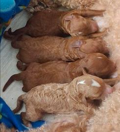 Cuccioli di barboncino toy