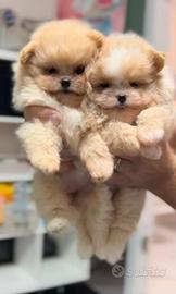 POMAPOO cuccioli dolcissimi 2kg da adulti