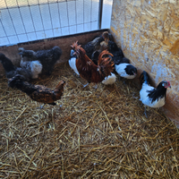 Galline ornamentali