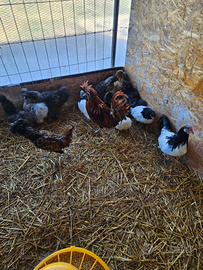 Galline ornamentali