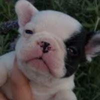 Bulldog francese