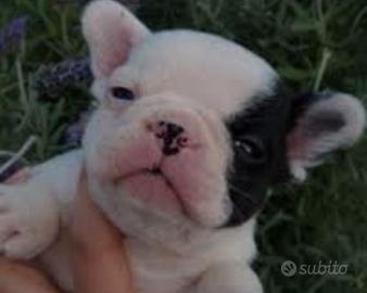 Bulldog francese