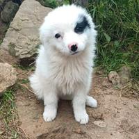 Skuld cucciola di border collie