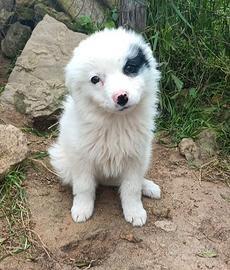 Skuld cucciola di border collie