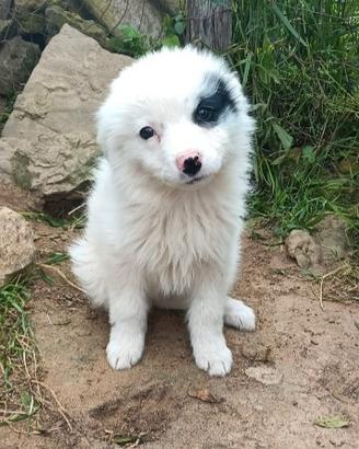Skuld cucciola di border collie