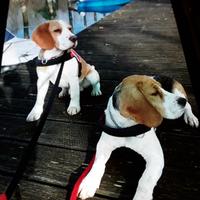 Beagle disponibile per accoppiamento