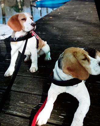 Beagle disponibile per accoppiamento