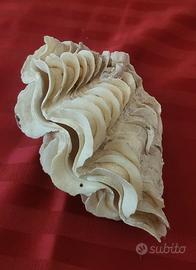 conchiglia 