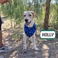 Cucciolo pronto per Natale