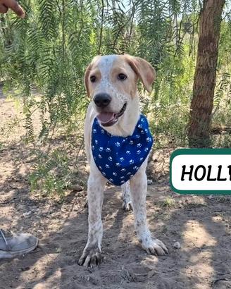 Cucciolo pronto per Natale