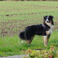 Pastore australiano femmina