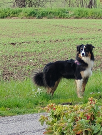 Pastore australiano femmina