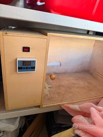 Incubatrice