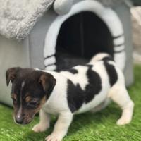 Jack russell