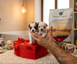 Chihuahua mini Toy mini