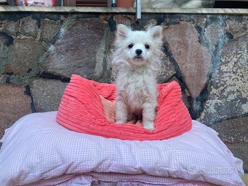 Cucciolo incrocio volpino