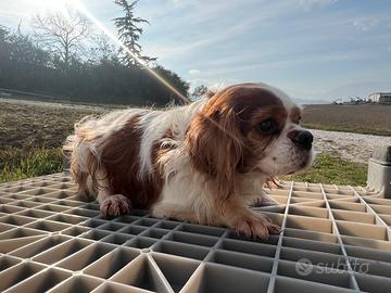 Cavalier king adulti