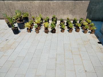 Piante grasse ( Agave)