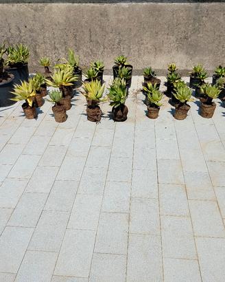 Piante grasse ( Agave)