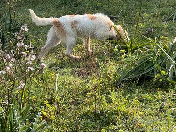 Segugio da cinghiale