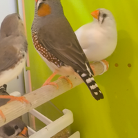 Uccelli diamante mandrino