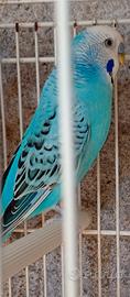 Cocorite di tanti colori