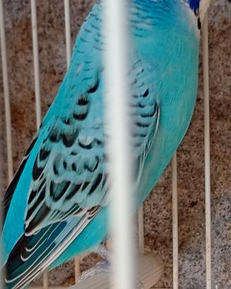 Cocorite di tanti colori