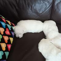 Westie highland white terrier con pedigree