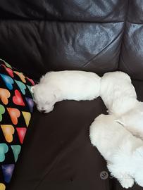 Westie highland white terrier con pedigree