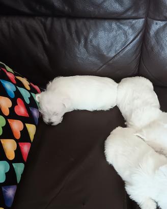 Westie highland white terrier con pedigree