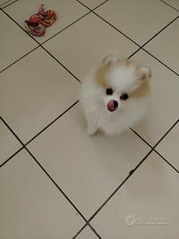 Spitz toy