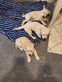 Cuccioli di Labrador retriever